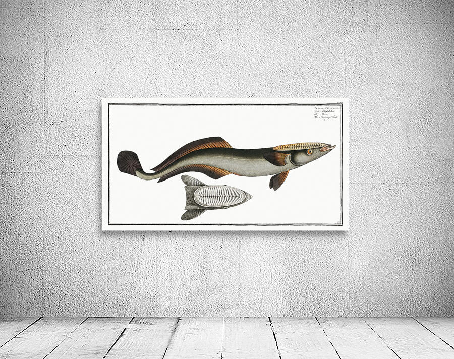 Live Slender Sharksucker Wall Preview