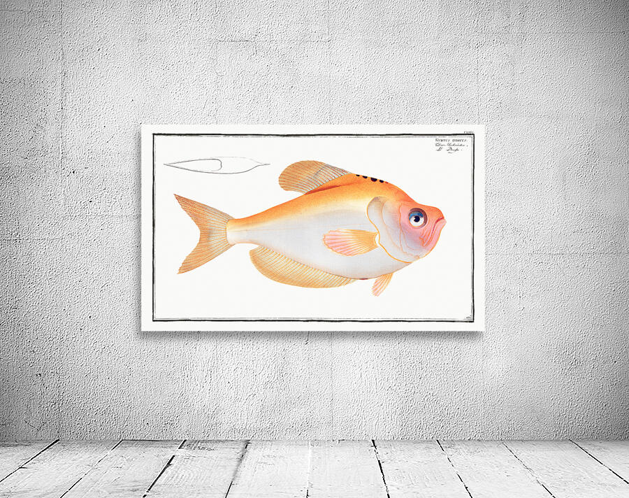 Indian Humphead Wall Preview