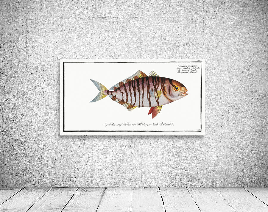 Lesser Amberjack Wall Preview