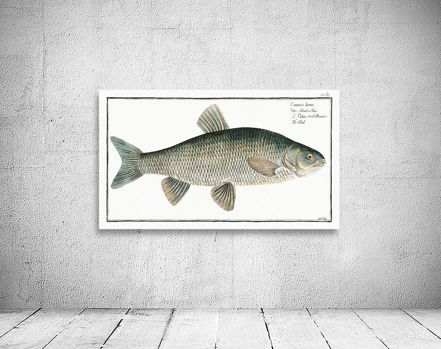 Ide Orfe Wall Preview