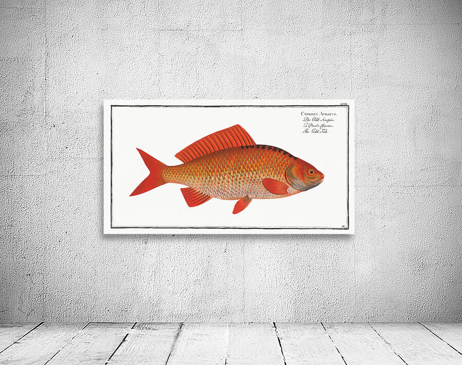 Goldfish Wall Preview