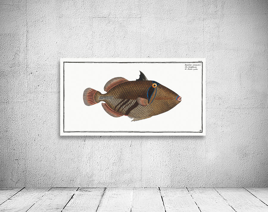 Lagoon Blackbar Triggerfish Wall Preview