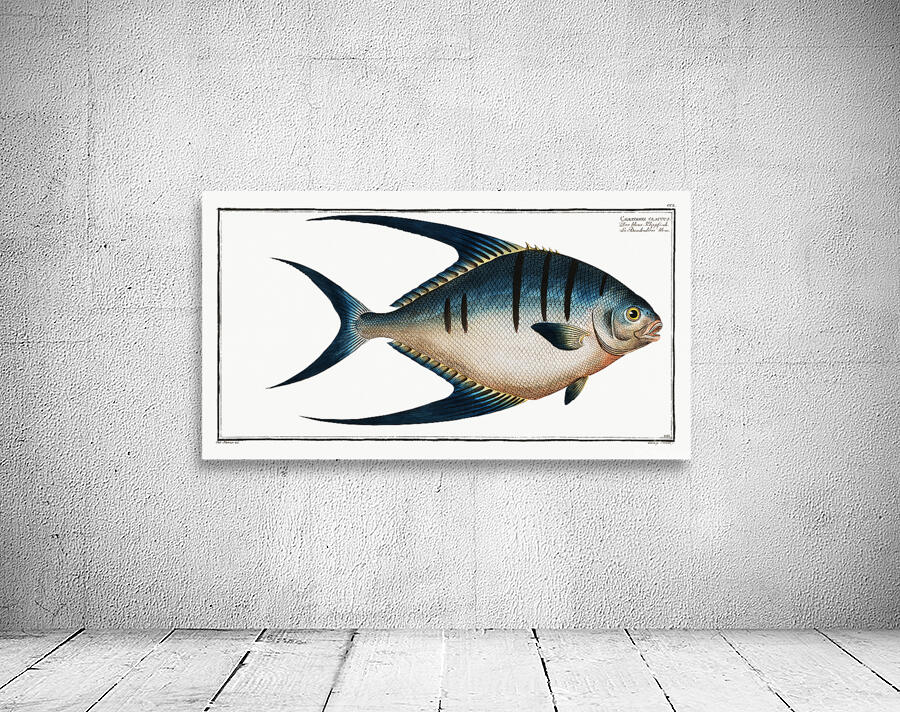 Great Pompano Palometa Wall Preview