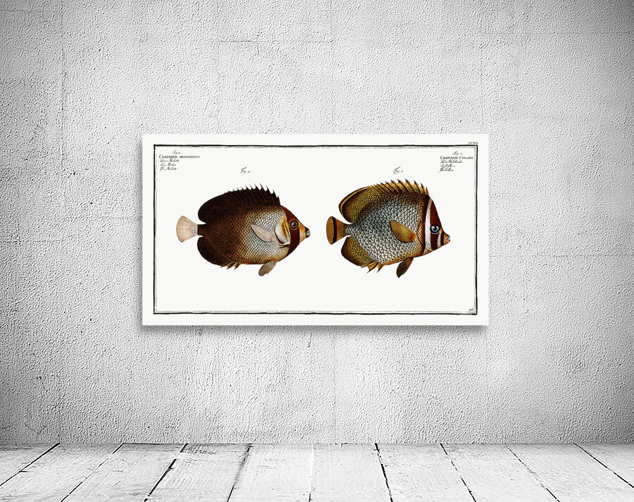 Redtail Butterflyfish and Vermiculated Angelfish Wall Preview