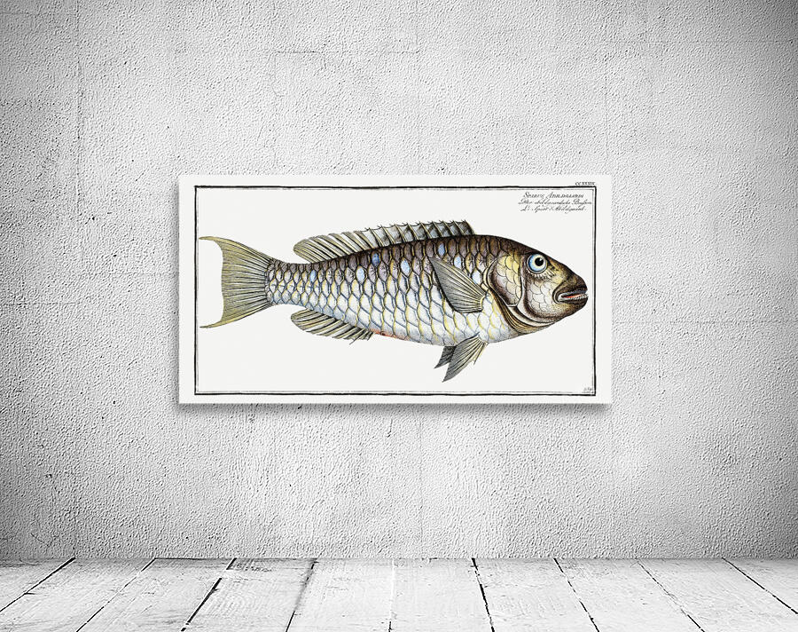 Redtail Parrotfish Wall Preview