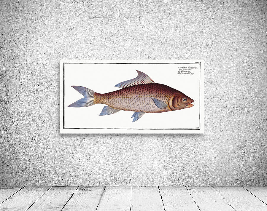 Mrigal White Carp Wall Preview