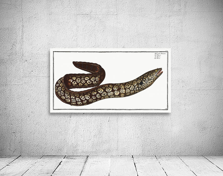 Mediterranean Moray Eel Wall Preview