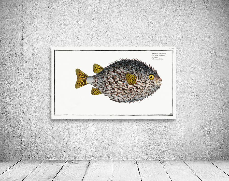 Spot Fin Porcupinefish Wall Preview