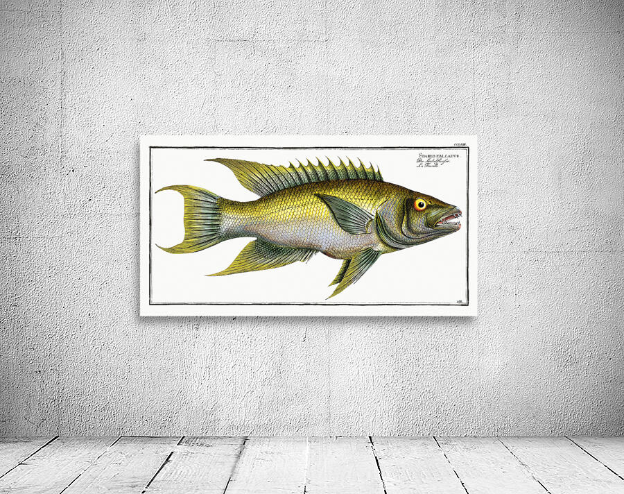 Spanish Hogfish 2 Wall Preview