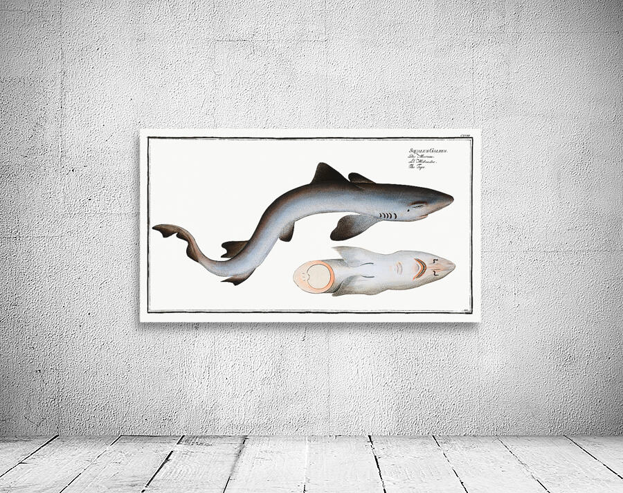 School Shark Wall Preview