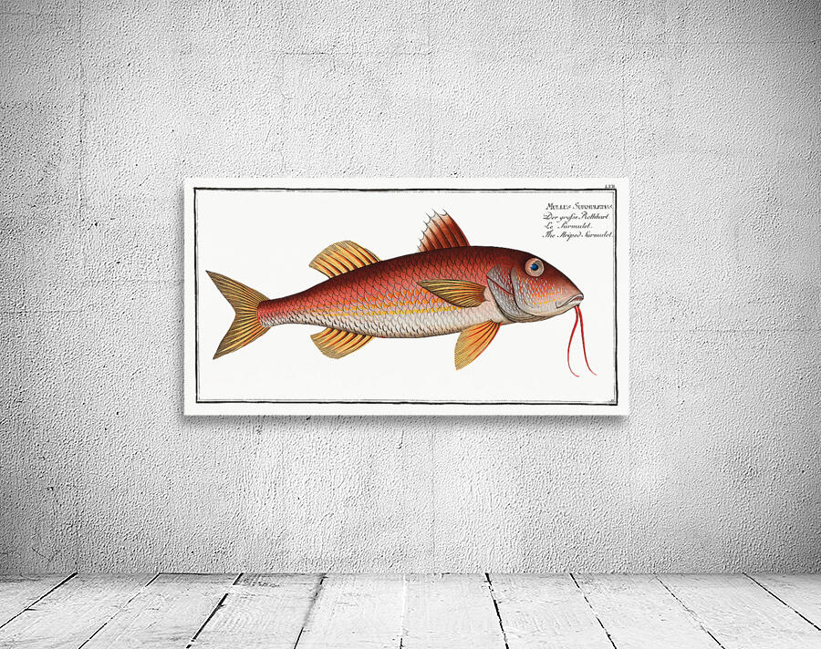 Striped Red Mullet Surmullet Wall Preview