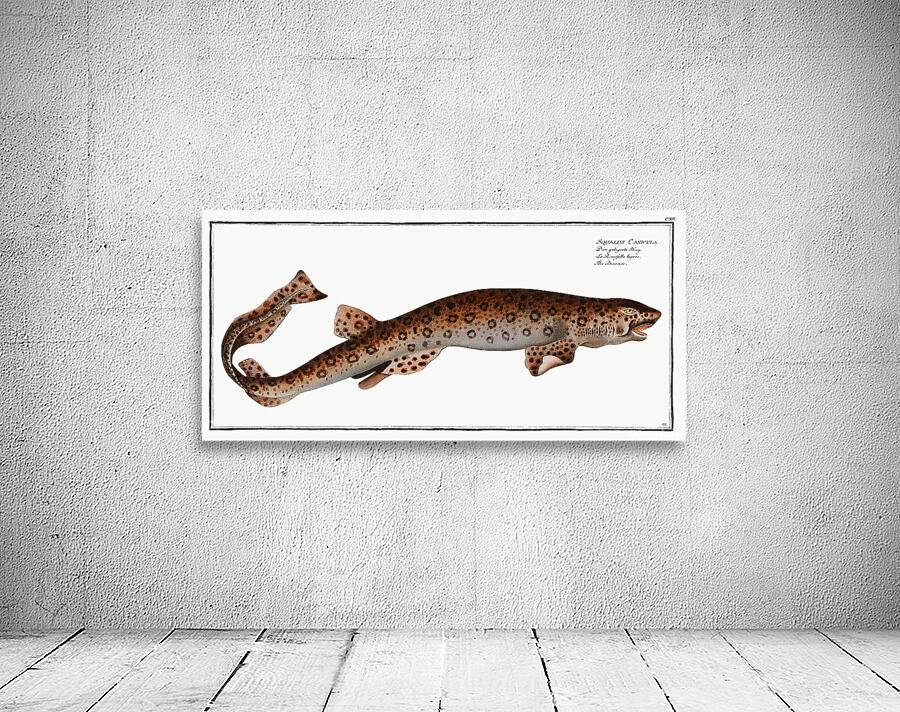 Small Spotted Catshark Sandy Dogfish Wall Preview