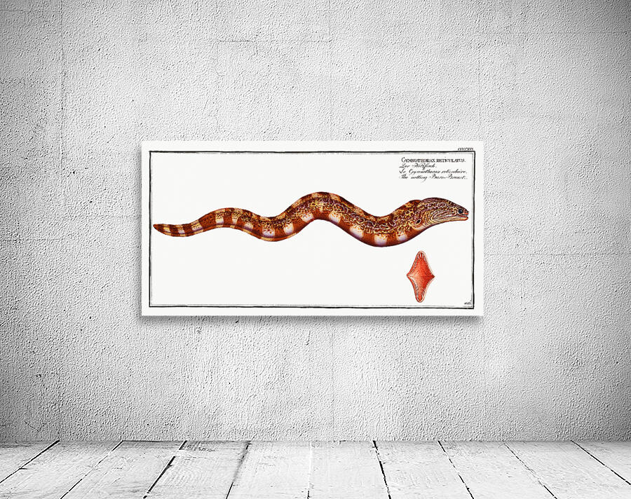 Reticulated Moray Eel Wall Preview
