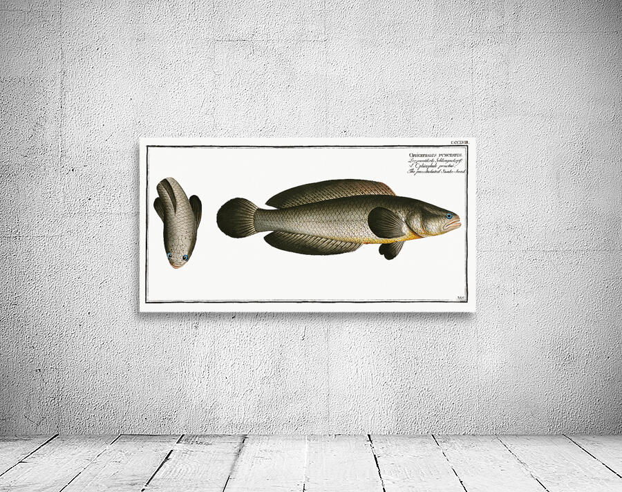 Spotted Snakehead Wall Preview