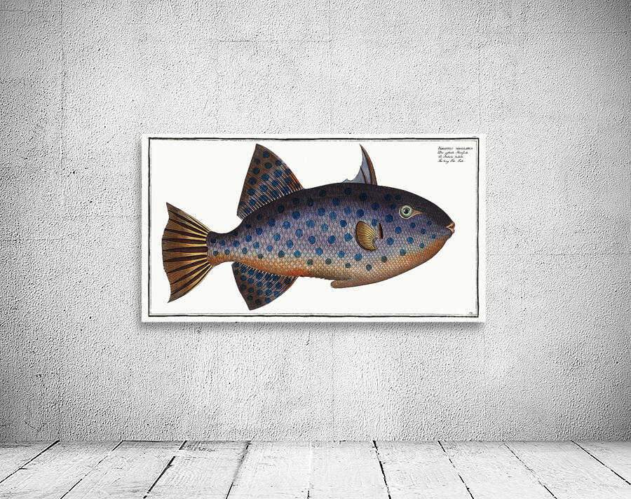 Rough Triggerfish Wall Preview