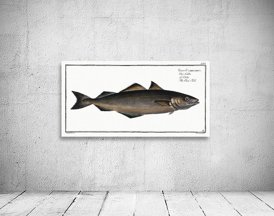 Saithe Pollock Coalfish Wall Preview