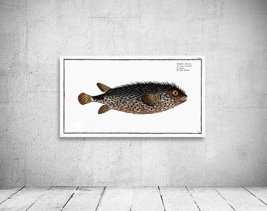 Spotfin Burrfish Wall Preview