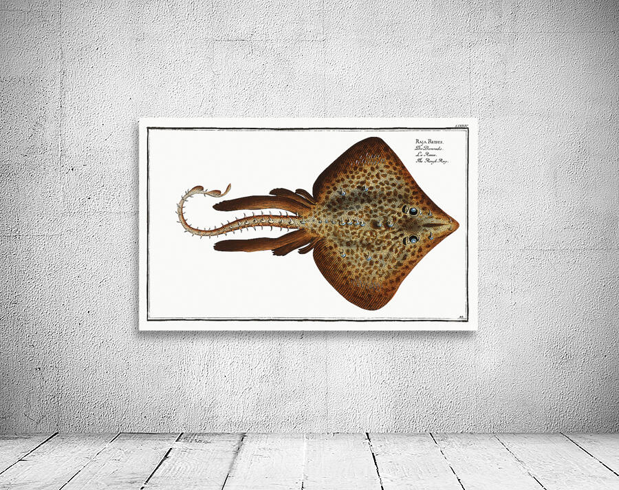 Thornback Skate Ray 2 Wall Preview