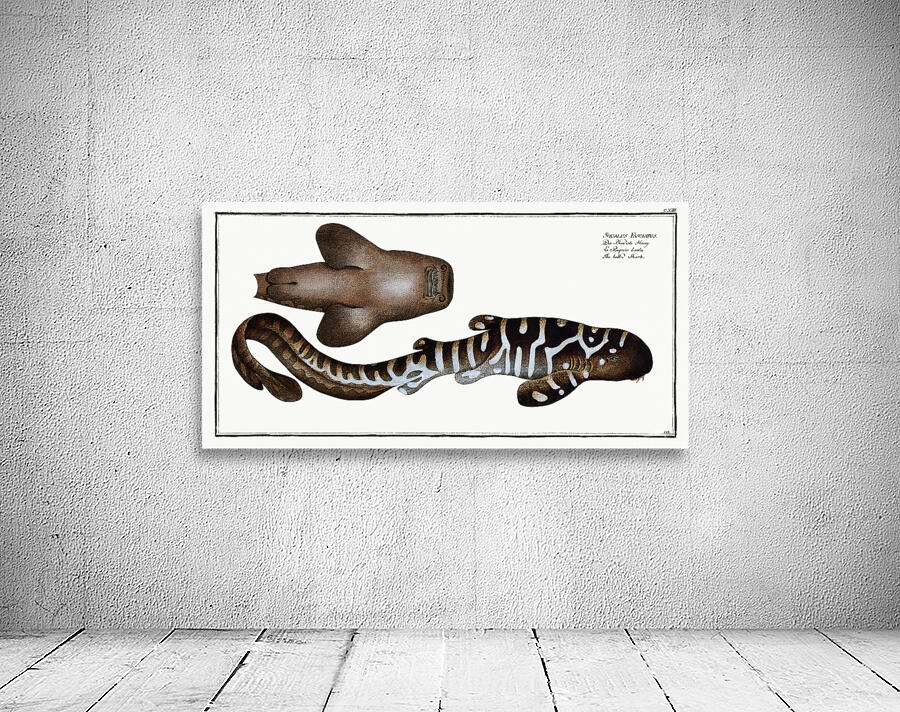 Zebra Shark Wall Preview