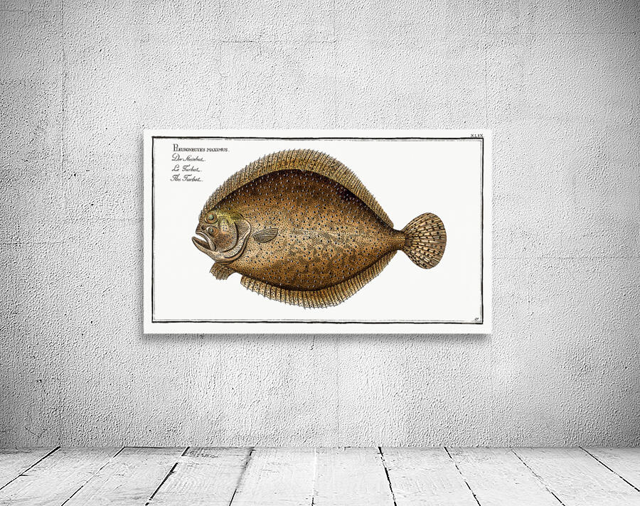 Turbot Flatfish Wall Preview