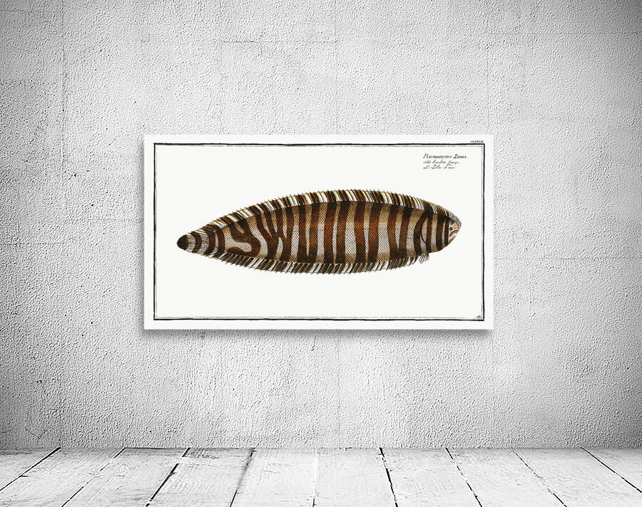 Zebra Sole Wall Preview