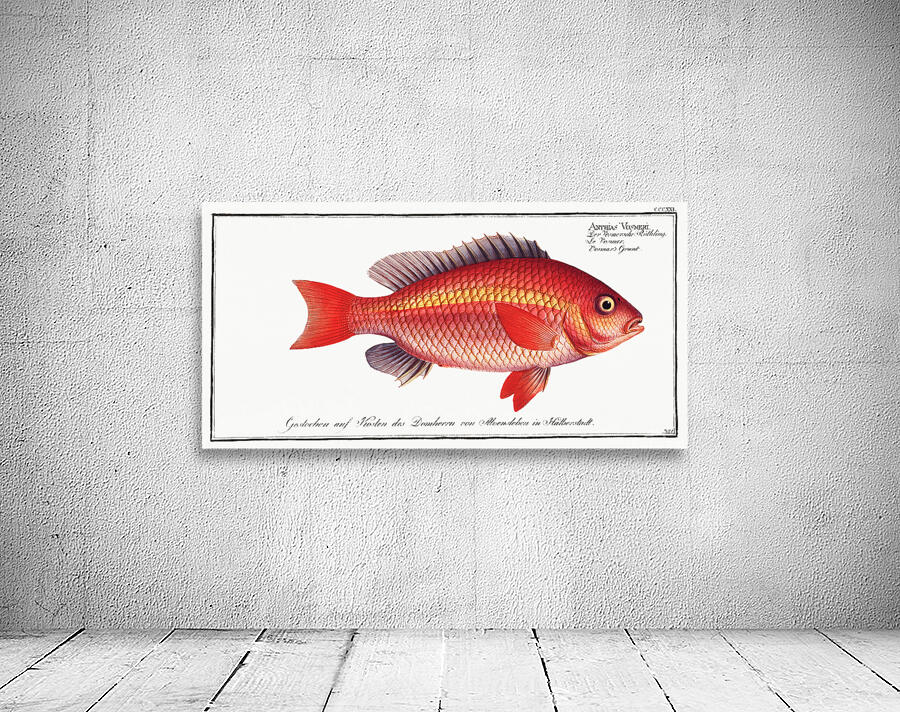 Whitecheek Monocle Bream Wall Preview