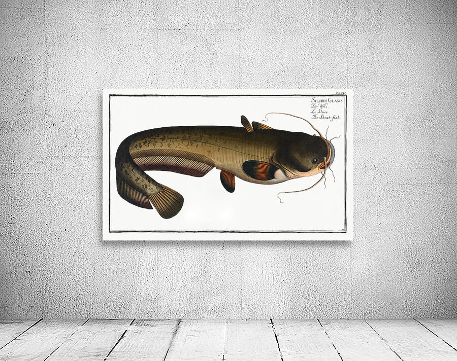 Wels Catfish Sheatfish Wall Preview