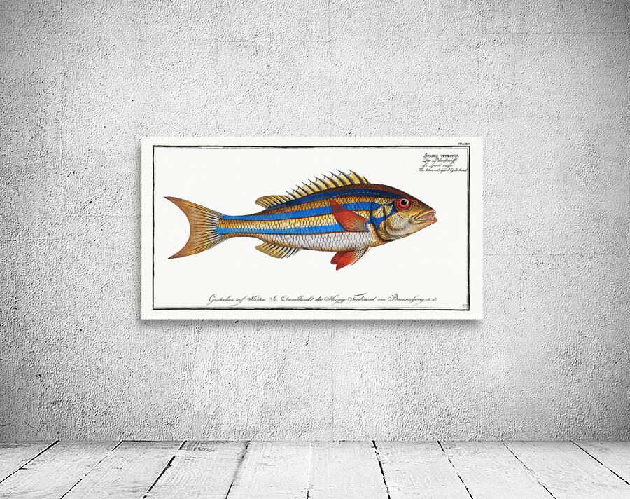 Three Striped Whiptail Wall Preview