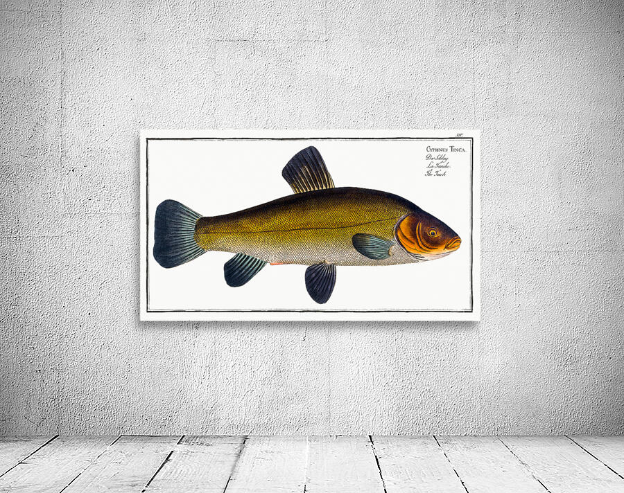 Tench Doctor Fish Wall Preview