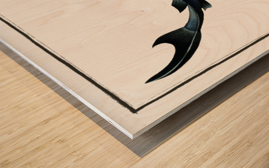 Blue Shark Wood print