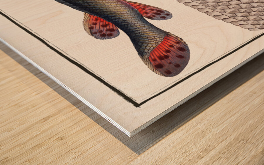 Longnose Gar Wood print