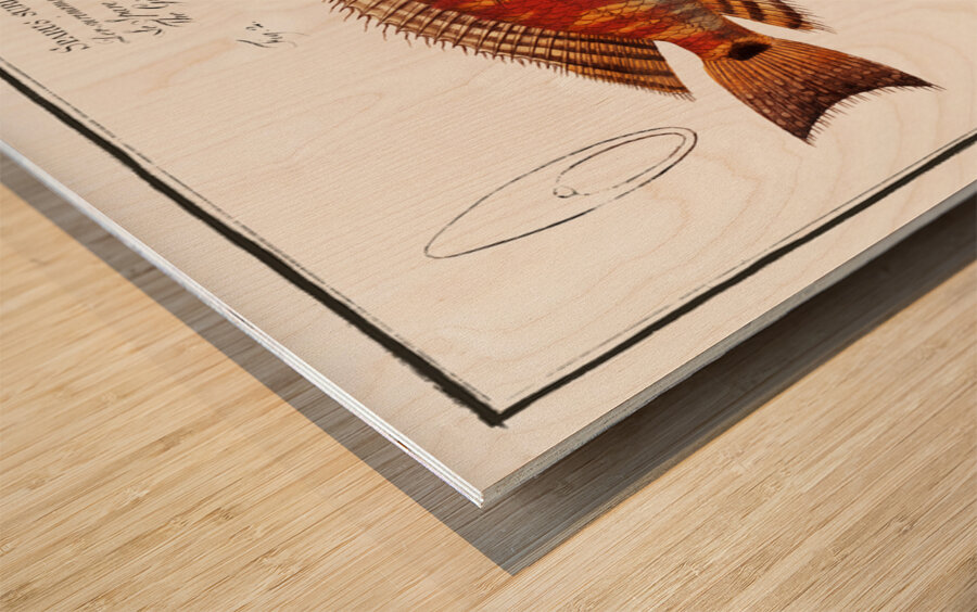 Japanese Threadfin Bream and Redstriped Eartheater Wood print