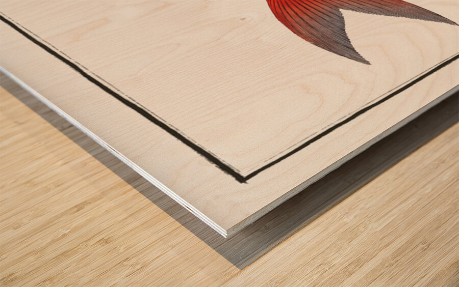 Labeo Boga Wood print