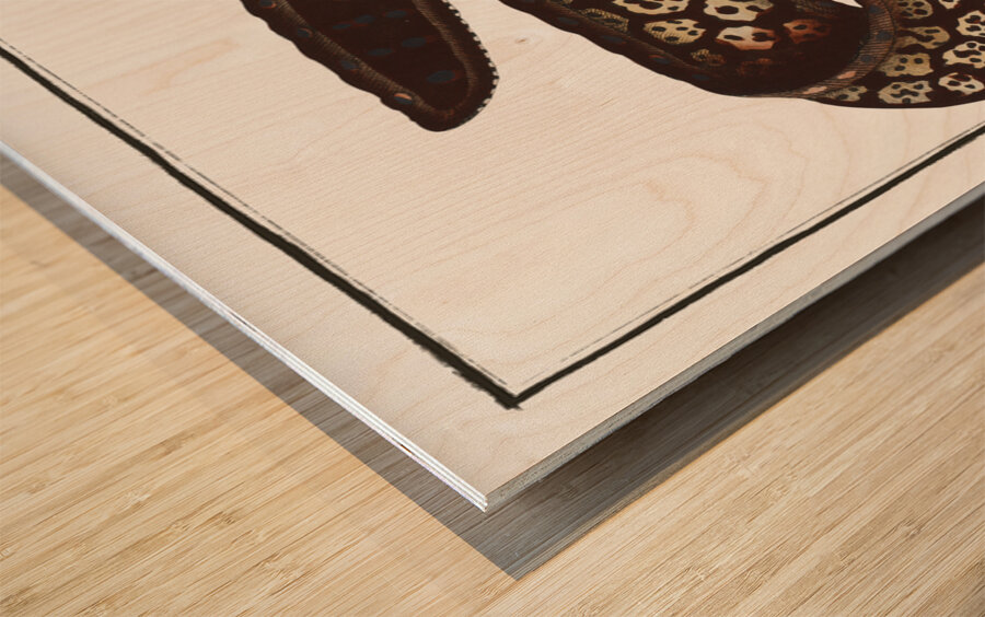 Mediterranean Moray Eel Wood print