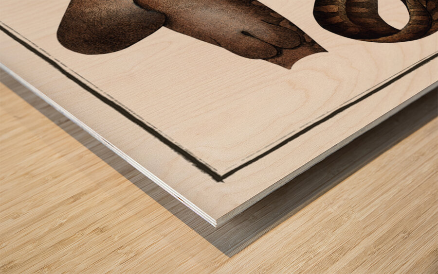 Zebra Shark Wood print