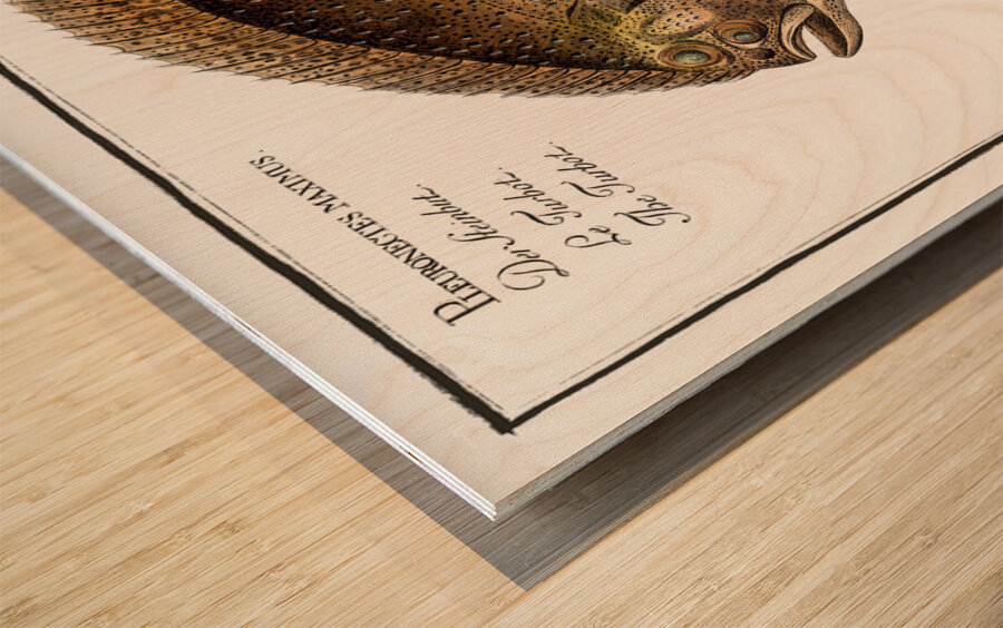 Turbot Flatfish Wood print