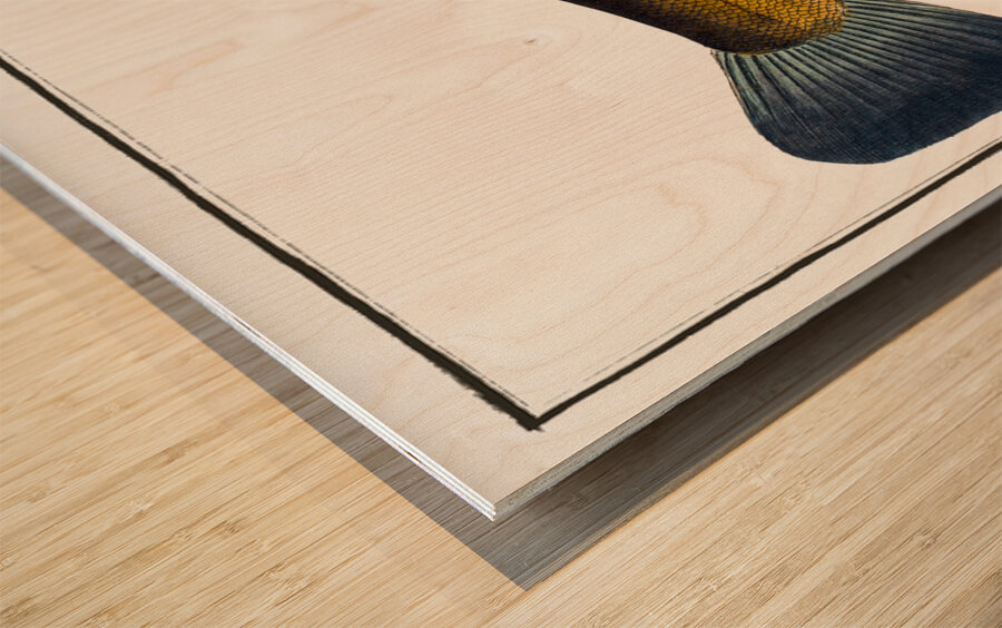 Tench Doctor Fish Wood print