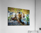 Frog smoking a dandelion Acrylic Print