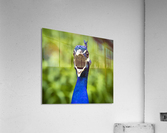 Angry Peacock Acrylic Print
