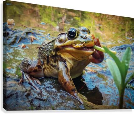 Frog smoking a dandelion Canvas Print