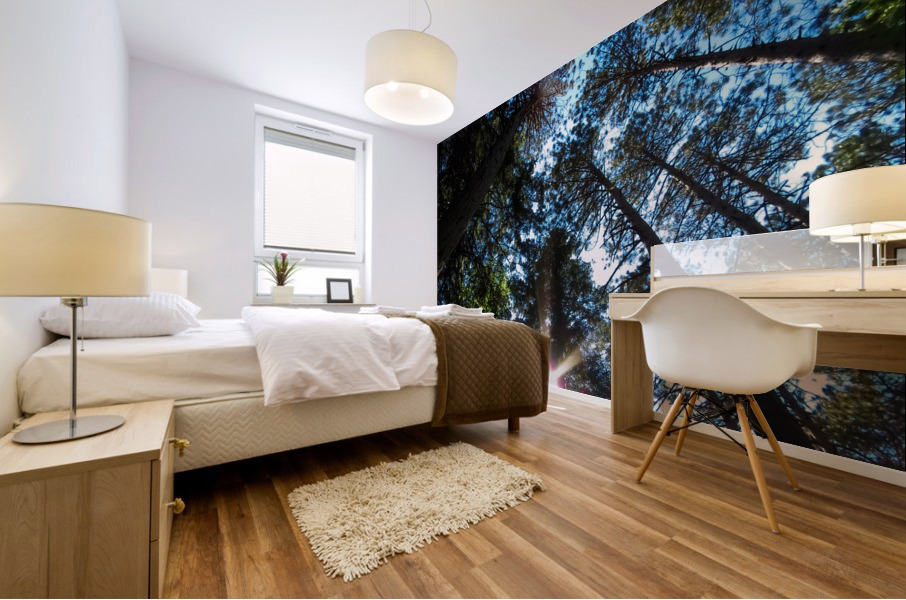 Sun through the pine trees Mural print