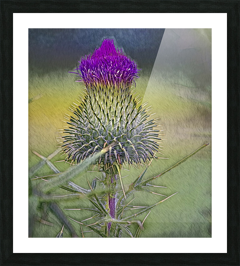  Fine Art print