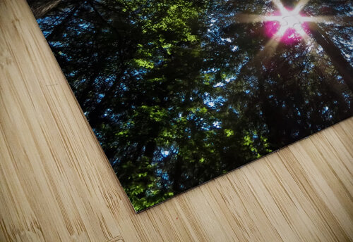 Sun through the pine trees James M Gallagher puzzle
