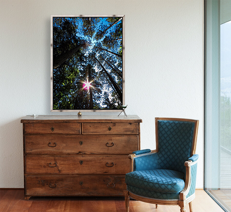 Sun through the pine trees Reproduction
