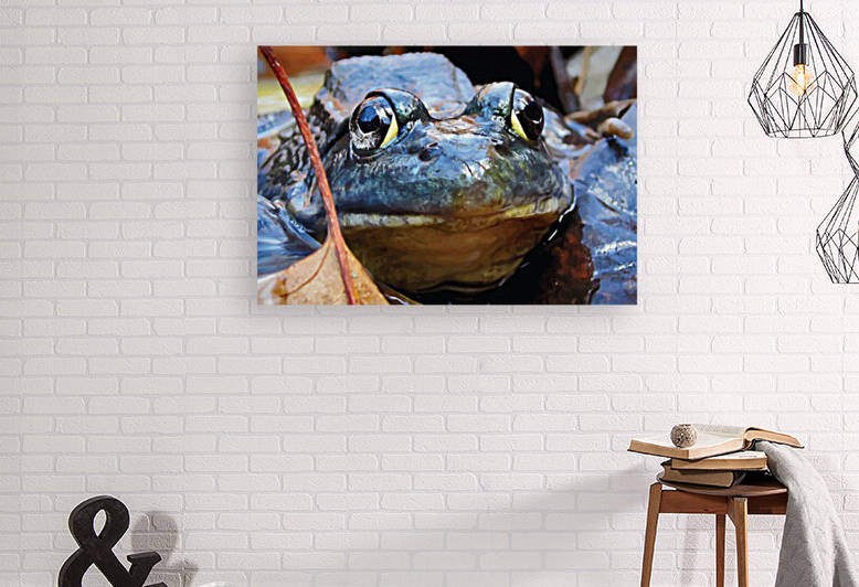 Serious Frog by James M Gallagher