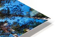Sun through the pine trees HD Metal print