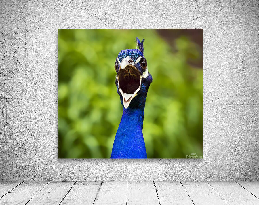 Angry Peacock Wall Preview