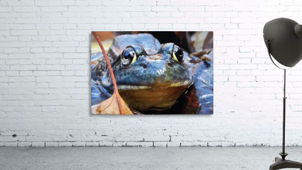 Serious Frog Wall Preview