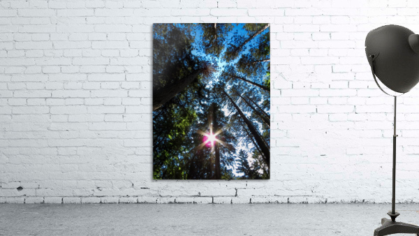 Sun through the pine trees Wall Preview