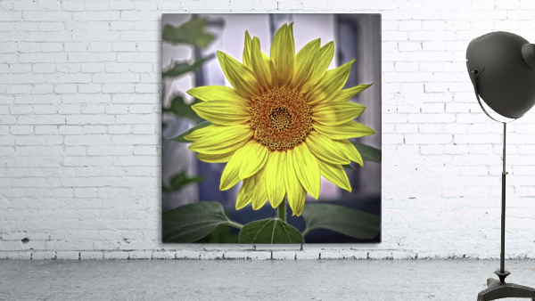 Sunflower Wall Preview